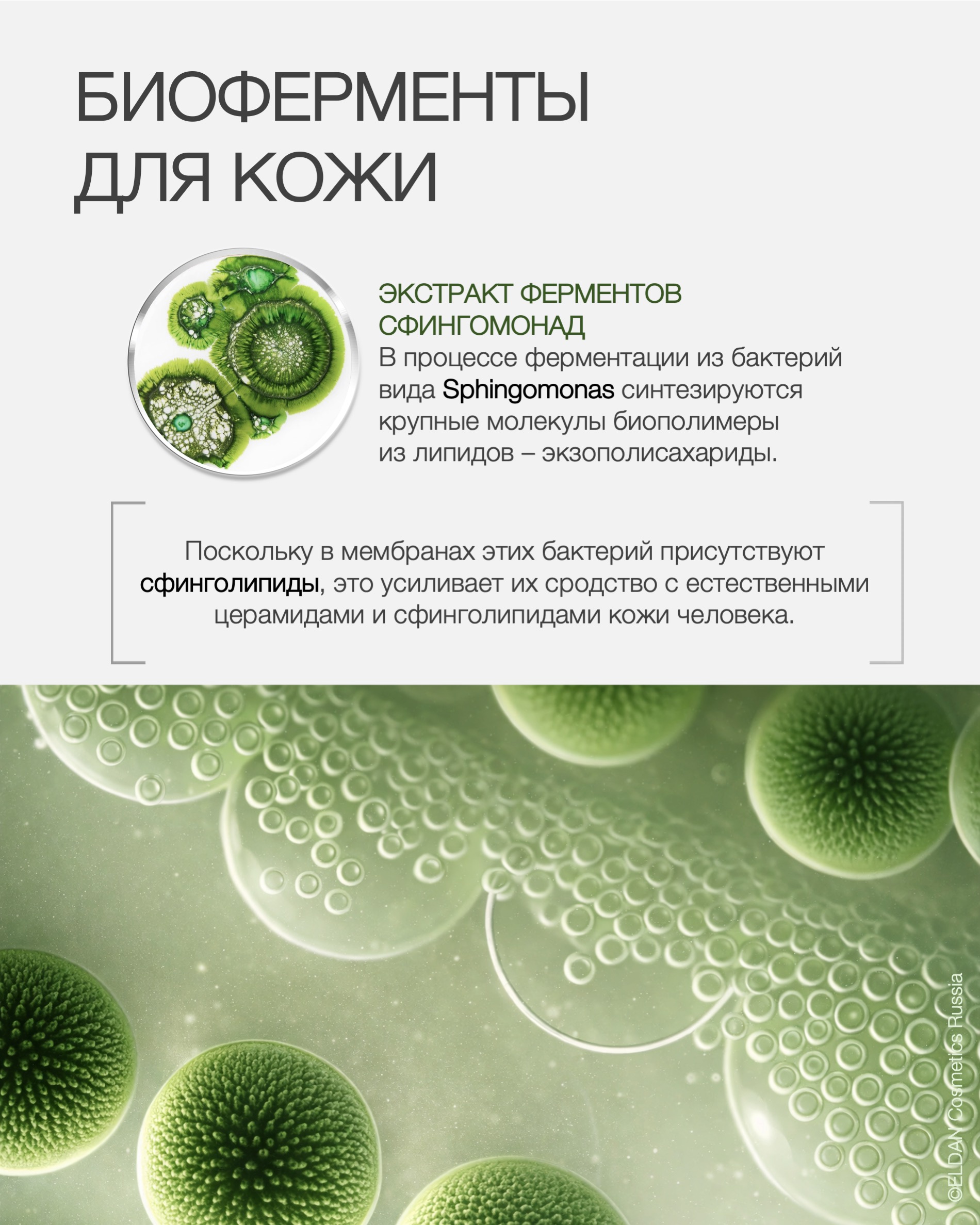 Пост сфингомонад 2.jpg